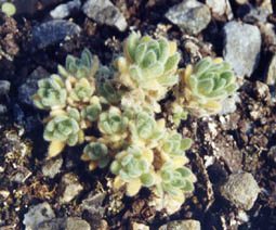 Draba longirostris